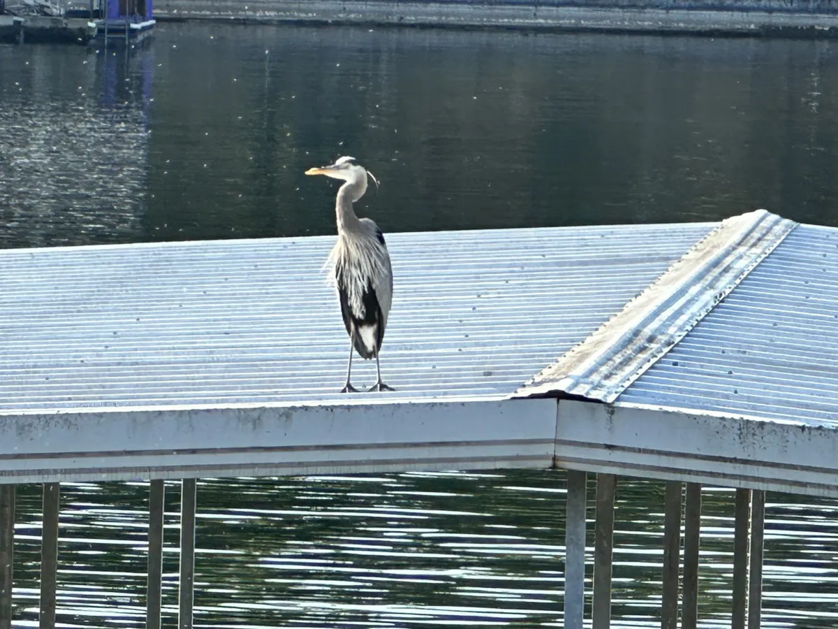 A heron stands gracefully on a wooden dock that extends over reflective water, with serene natural surroundings creating a quiet lakeside atmosphere. The tranquil scene highlights the connection to the lake and the opportunity for wildlife observation and peaceful mornings by the water.